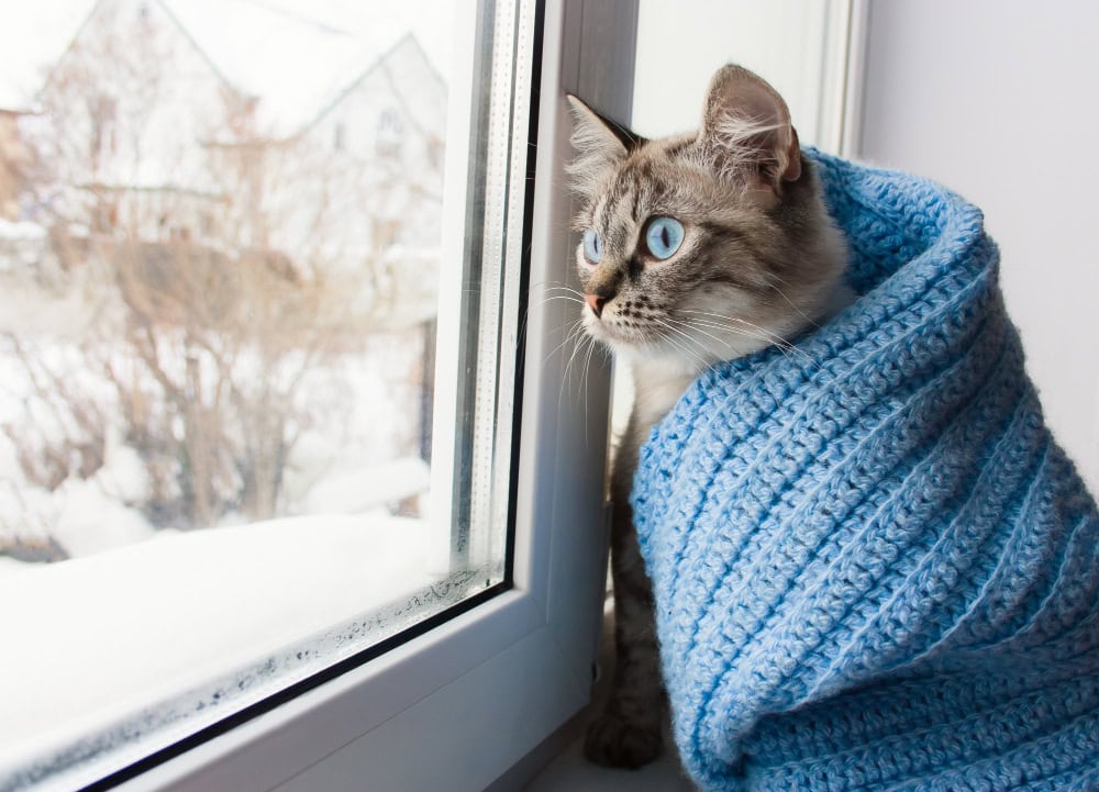 Cat in a blue scarf sitting by the window